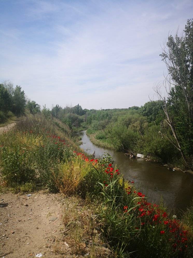 Río Guadarrama tras la recuperación de vertidos y escombros