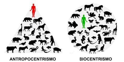 Silvopastoralismo: antropocentrismo disfrazado y romantización de la explotación