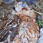 Denuncian la muerte de una rapaz nocturna en Alcorcón