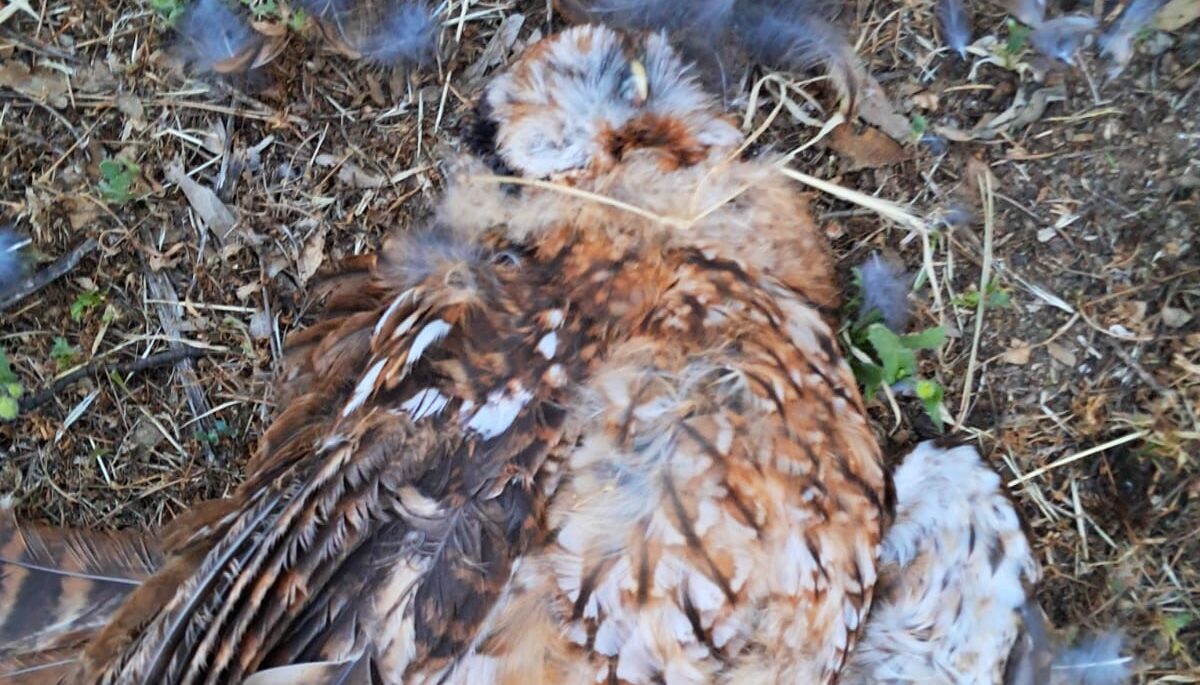 Denuncian la muerte de una rapaz nocturna en Alcorcón