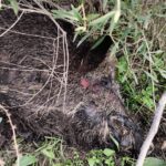Jabalí muerto en Batres