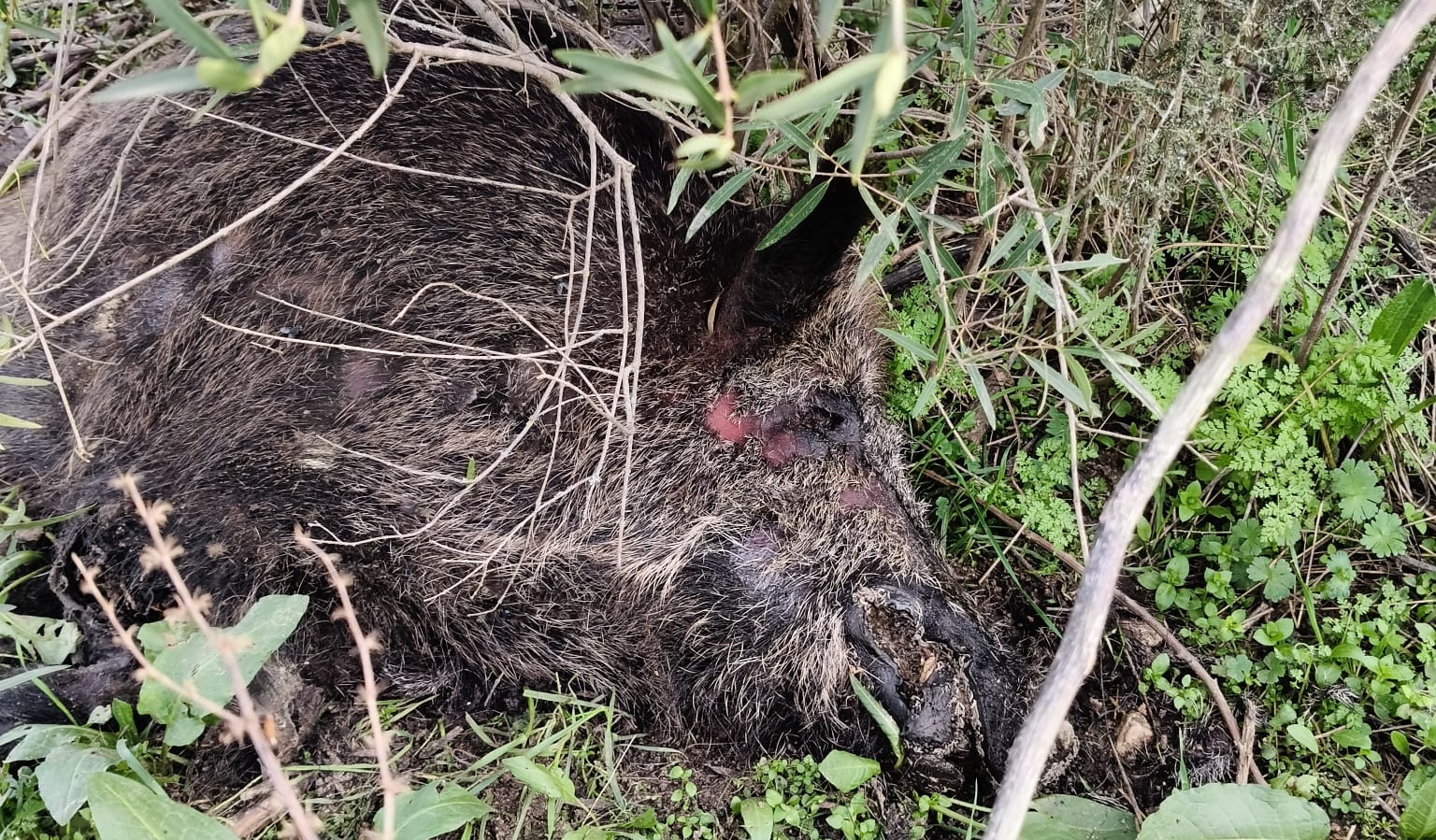 Jabalí muerto en Batres