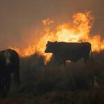 Rebeldes Indignadas; «Incendios: la ganadería es la causa principal, no la solución»